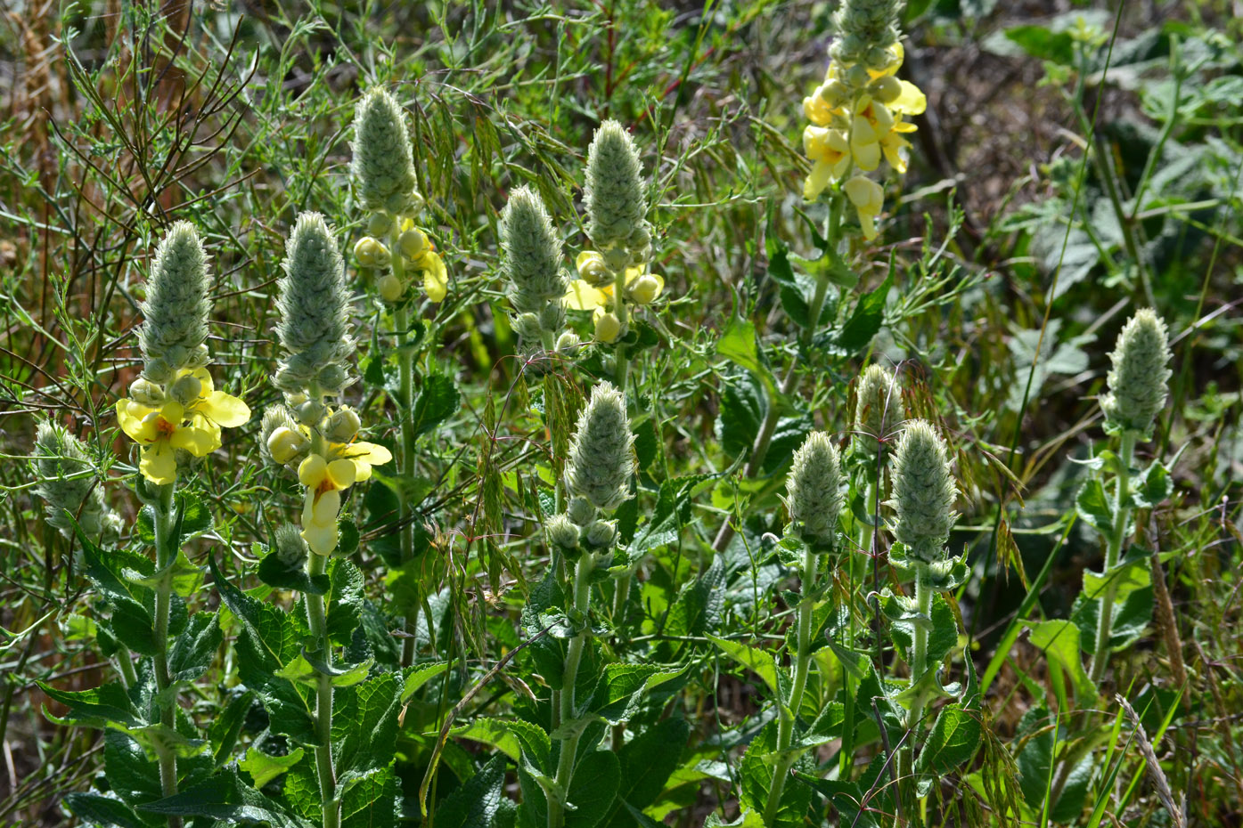 Image of Verbascum ovalifolium specimen.