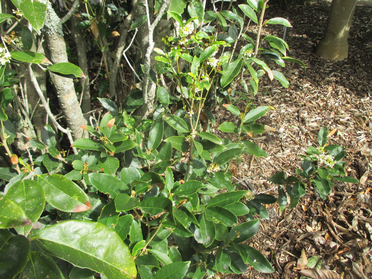 Image of Osmanthus fragrans specimen.