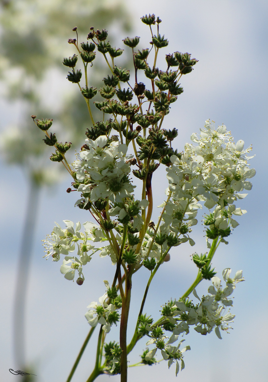 Image of Filipendula vulgaris specimen.