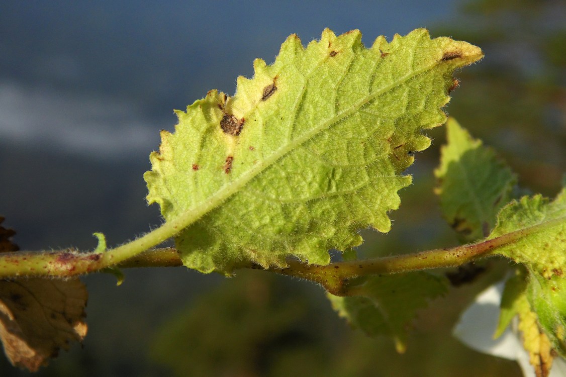 Image of Campanula pendula specimen.