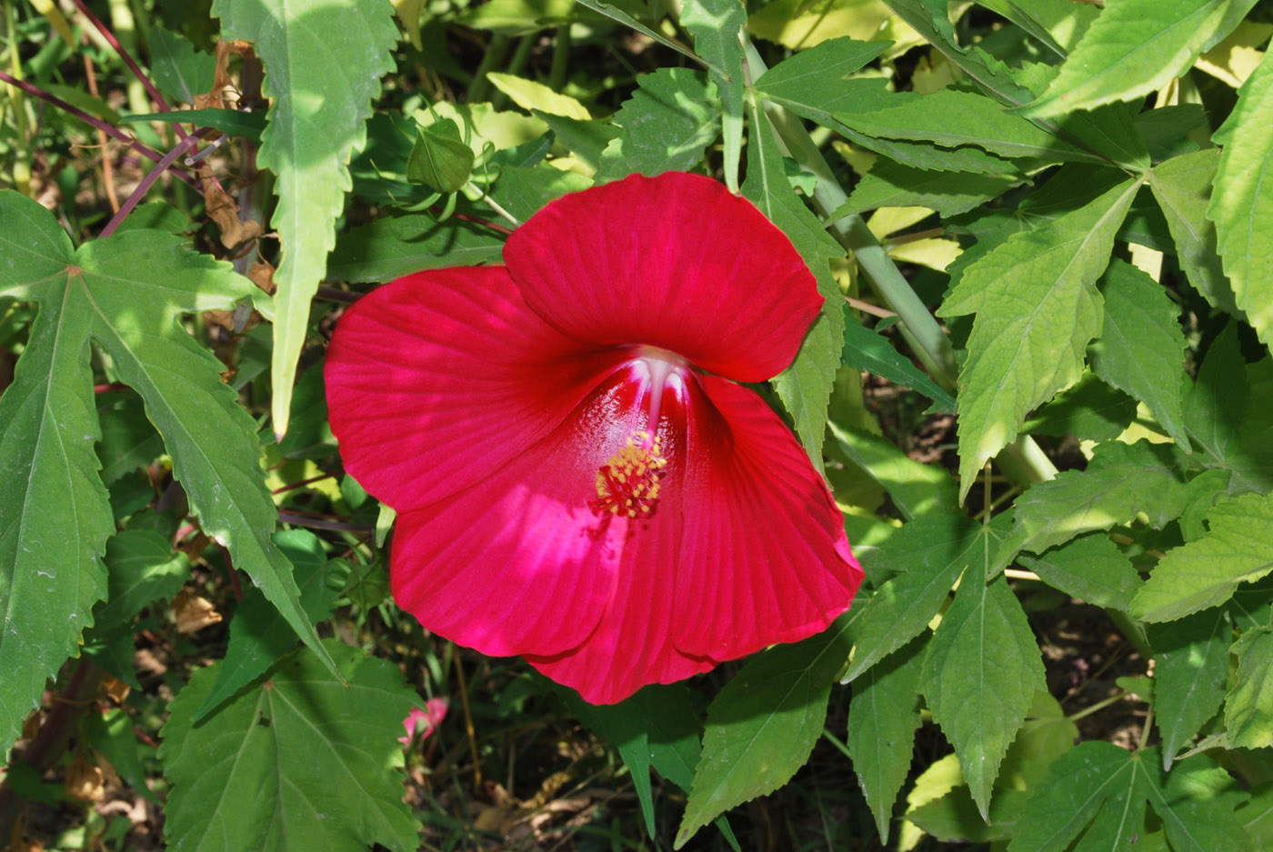 Image of Hibiscus × hybridus specimen.