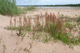 Rumex acetosella