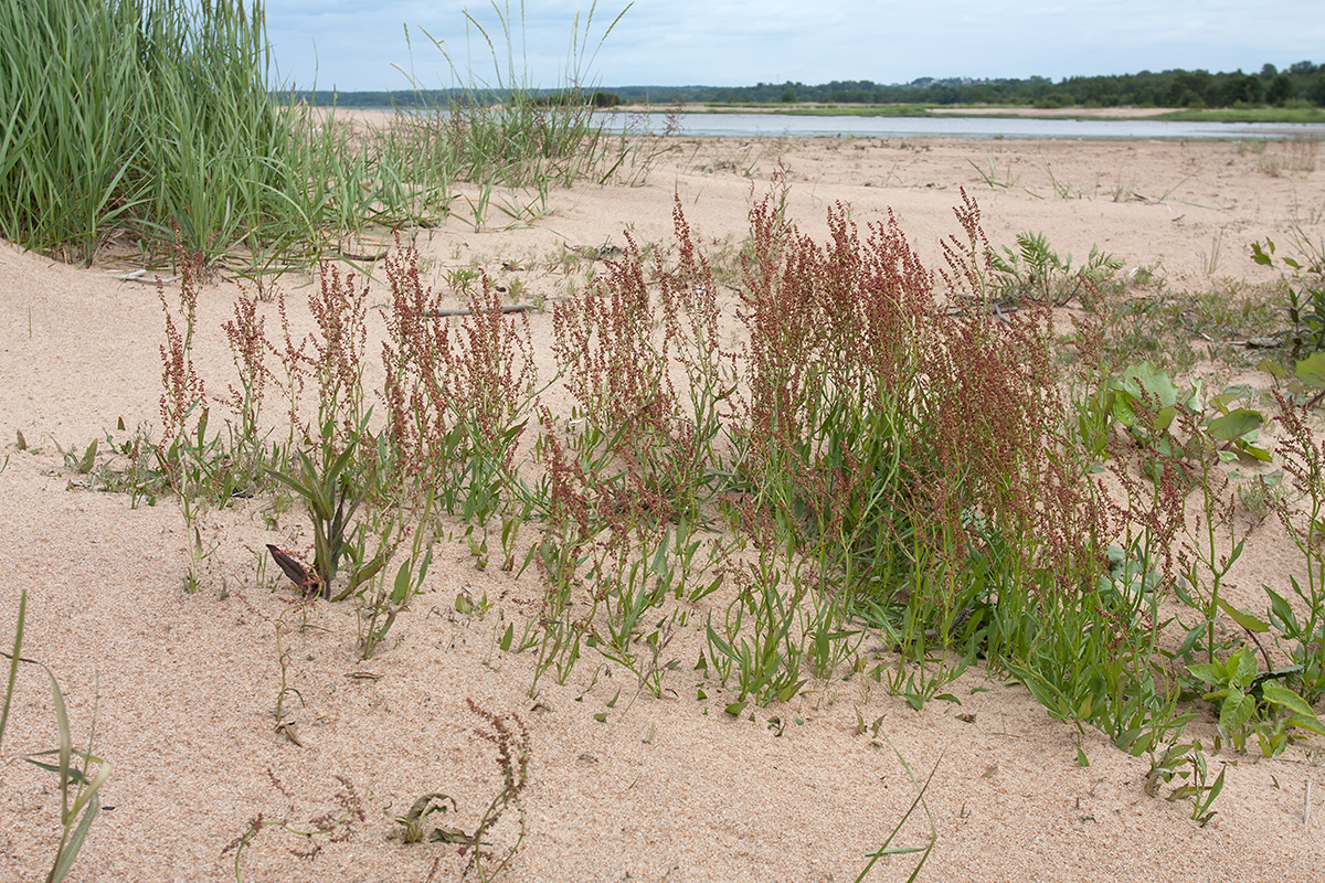 Изображение особи Rumex acetosella.