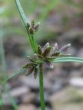 Cyperus fuscus. Соцветие. Краснодарский край, Абинский р-н, ст-ца Холмская, берег р. Хабль. 08.09.2016.