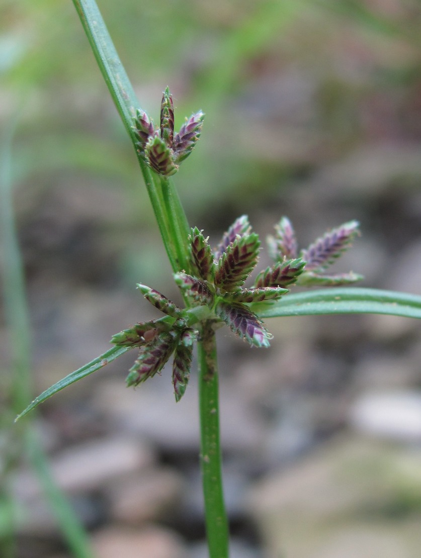 Изображение особи Cyperus fuscus.