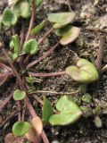 Cochlearia danica