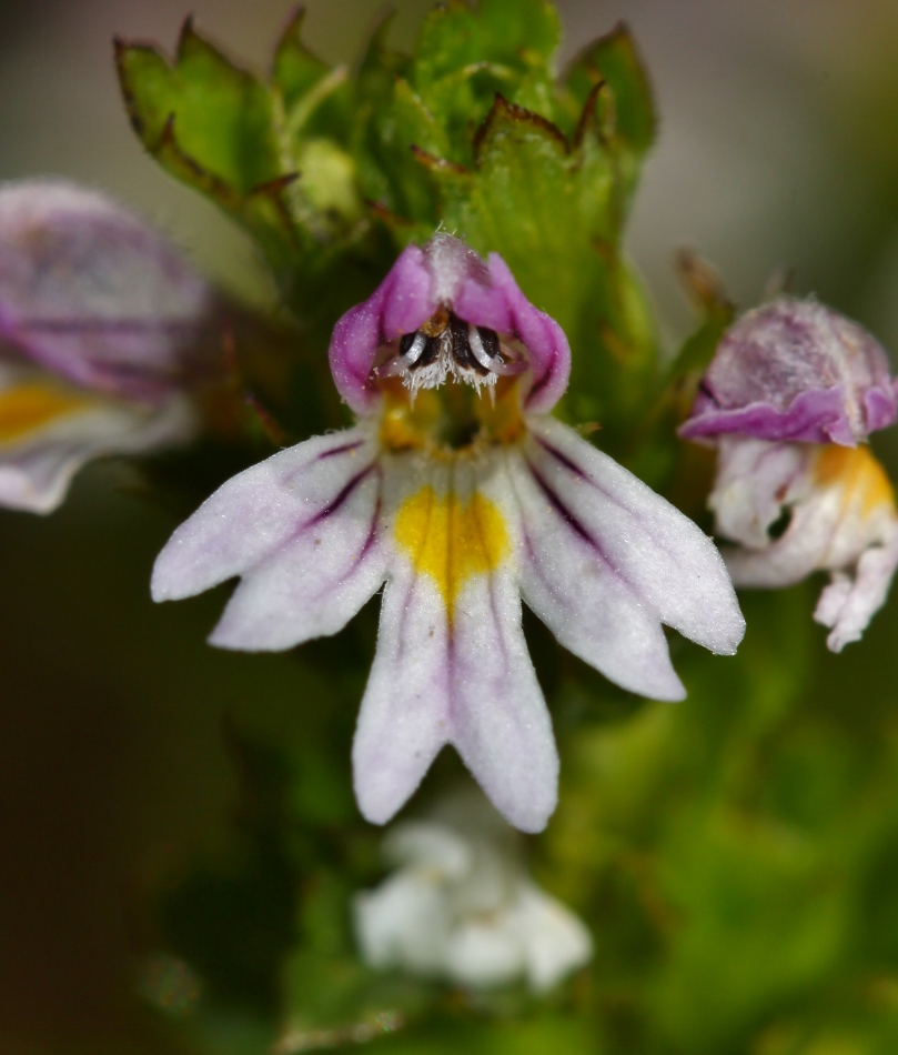 Image of Euphrasia maximowiczii specimen.