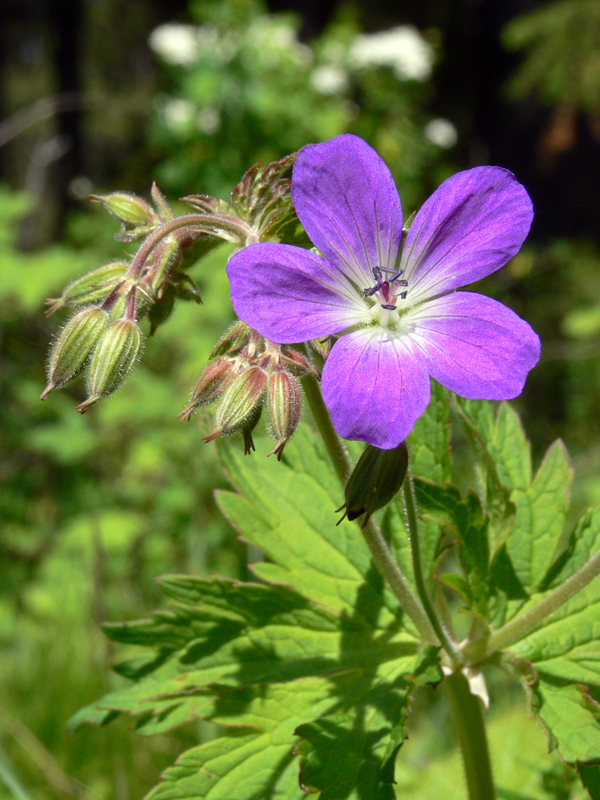 Изображение особи Geranium sylvaticum.