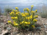 Arnebia guttata. Цветущее растение. Казахстан, Сев. Тянь-Шань, плато Сюгаты, щебнистый участок нагорной пустыни. 24 мая 2016 г.