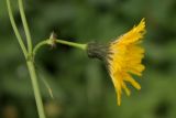 Sonchus arvensis