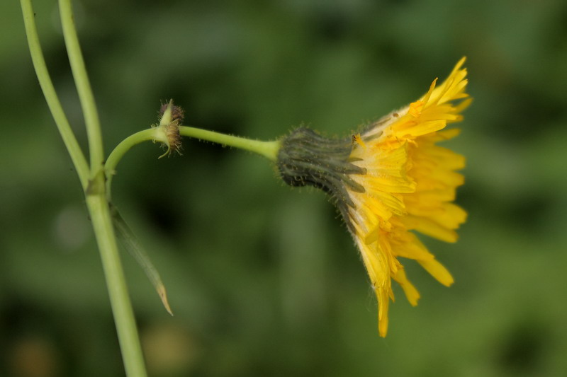 Image of Sonchus arvensis specimen.