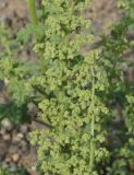 Dysphania botrys
