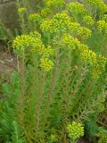 Sedum reflexum