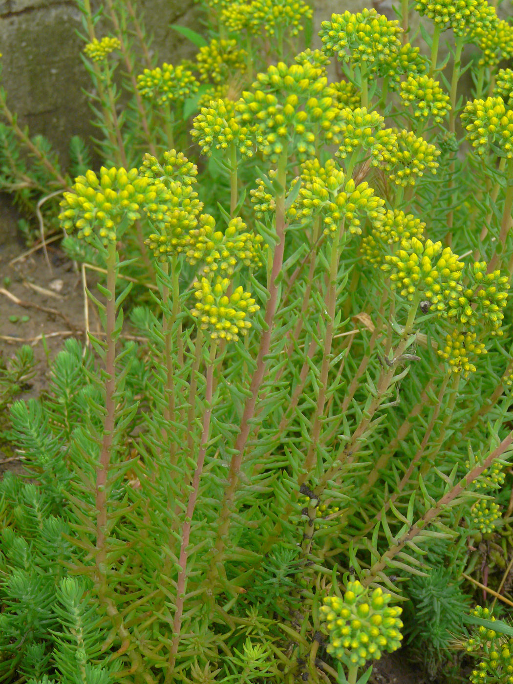 Image of Sedum reflexum specimen.