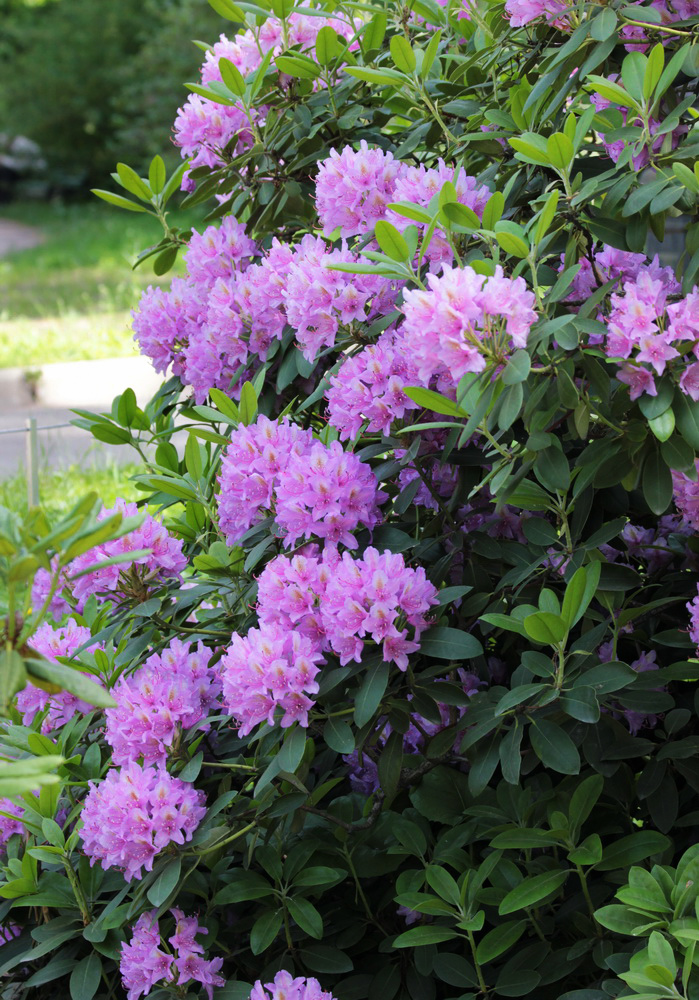 Image of Rhododendron catawbiense specimen.