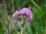 Erigeron venustus. Соцветие с кормящимися тлями. Северная Осетия, Ирафский р-н, долина р. Танадон, ≈ 2200 м н.у.м., субальпийский луг. 06.07.2016.