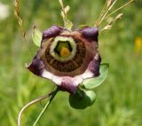 Codonopsis ussuriensis