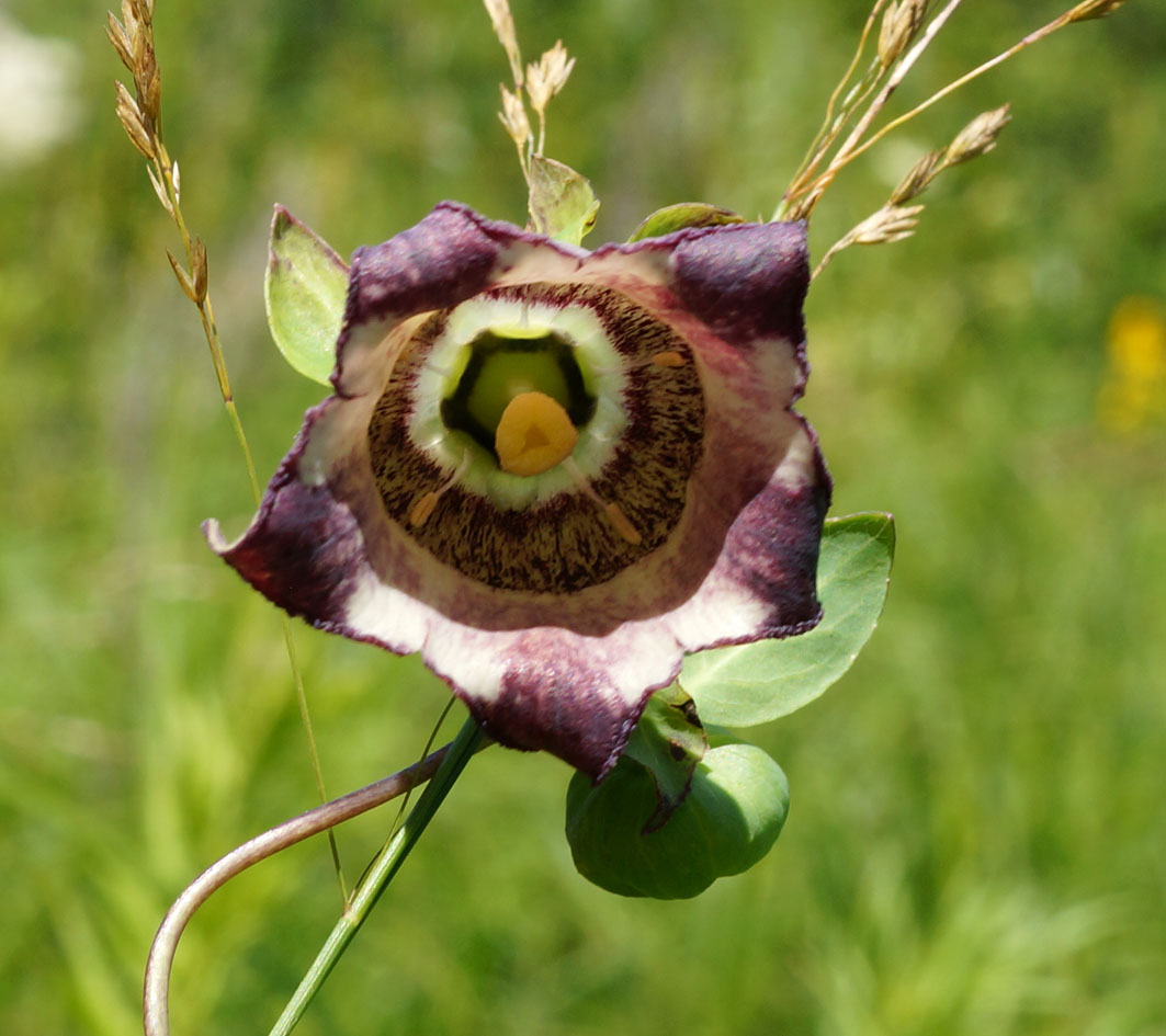 Изображение особи Codonopsis ussuriensis.