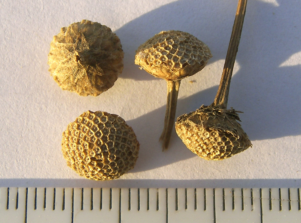 Image of Tanacetum millefolium specimen.