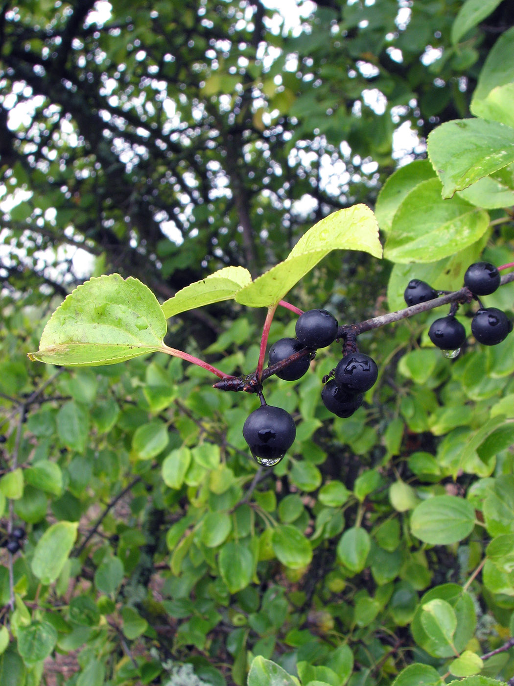 Image of Rhamnus cathartica specimen.