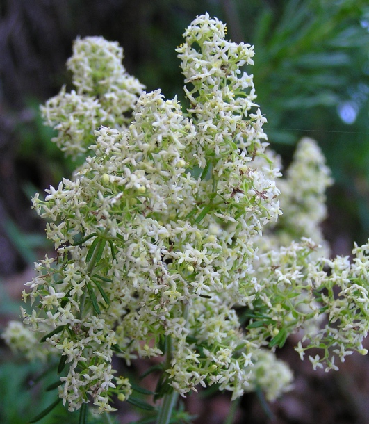 Image of Galium verum specimen.