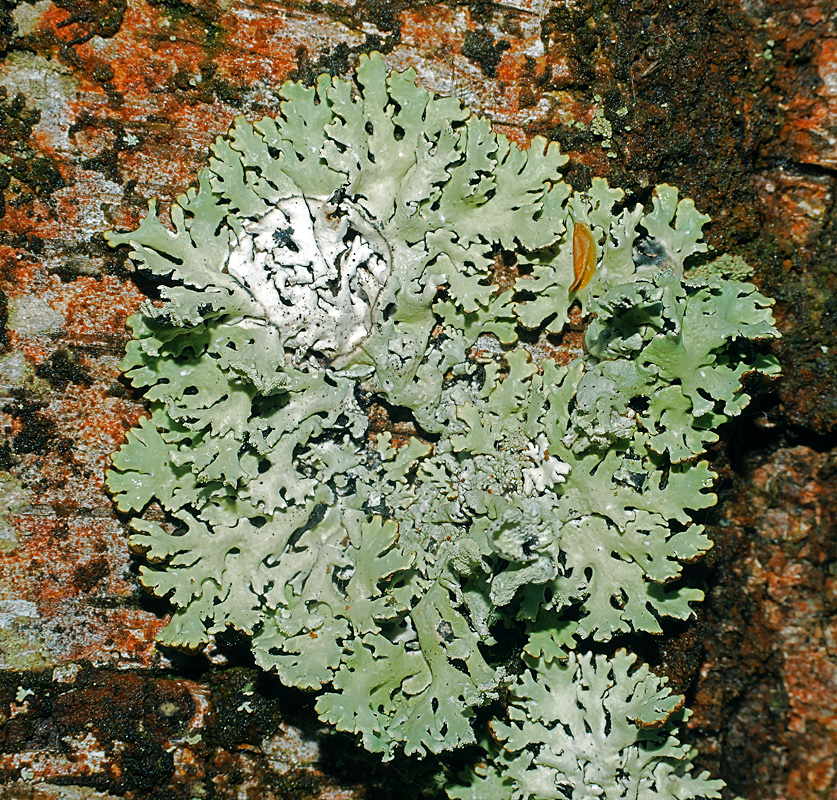 Image of Hypogymnia physodes specimen.