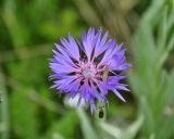 Centaurea fuscomarginata