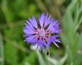 Centaurea fuscomarginata. Соцветие с сидящими Diptera (вид сверху). Крым, гора Чатырдаг (нижнее плато), луговая степь. 05.06.2016.