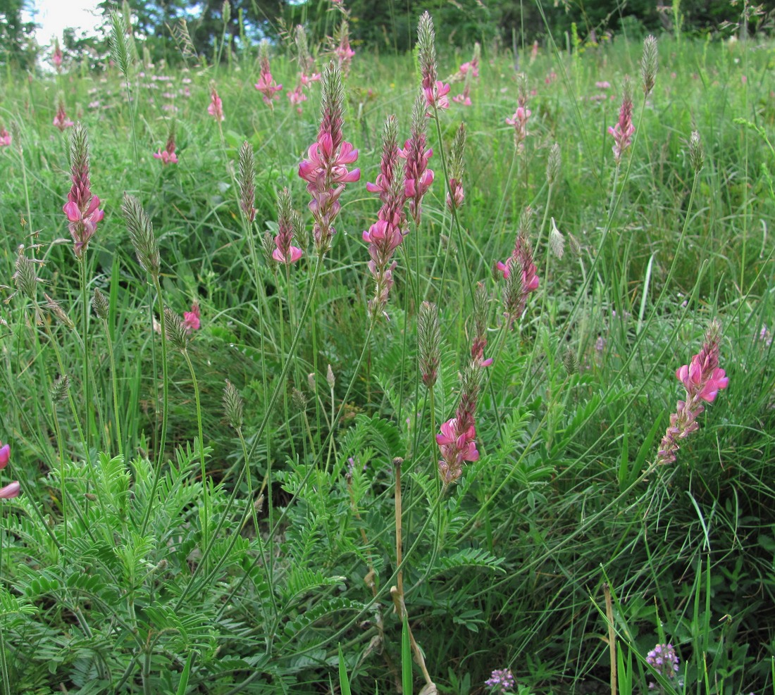 Изображение особи Onobrychis miniata.