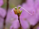 Rhododendron dauricum