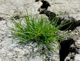 Cyperus difformis