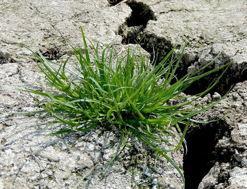 Image of Cyperus difformis specimen.