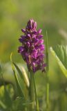 Dactylorhiza sibirica