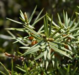 Juniperus oxycedrus
