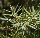 Juniperus oxycedrus. Верхушка побега. Испания, Центральная Кордильера, нац. парк Сьерра-де-Гуадаррама, гранитный массив La Pedriza, ок. 1200 м н.у.м. Январь.
