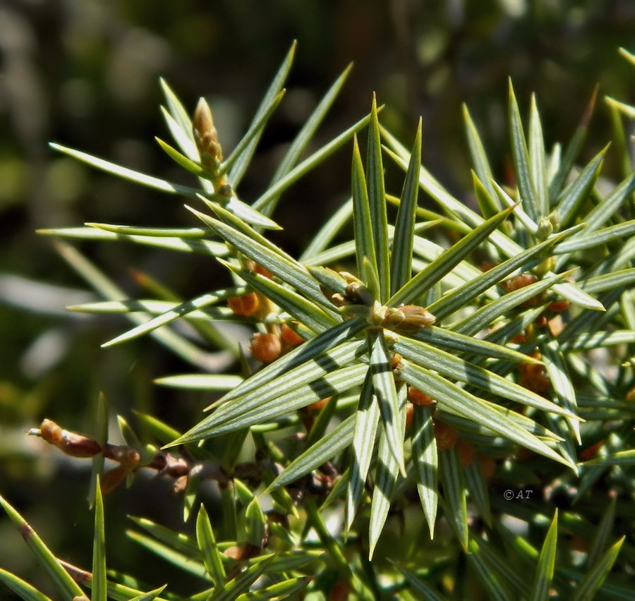 Изображение особи Juniperus oxycedrus.