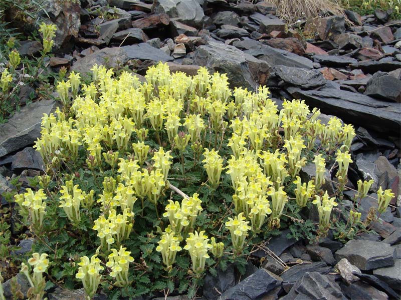 Изображение особи Scutellaria oreophila.