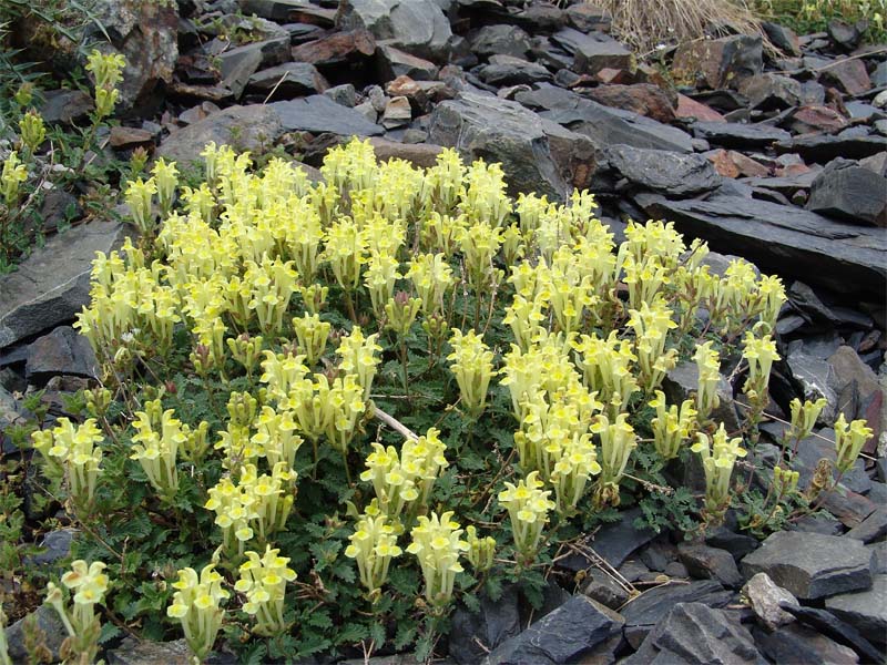 Image of Scutellaria oreophila specimen.