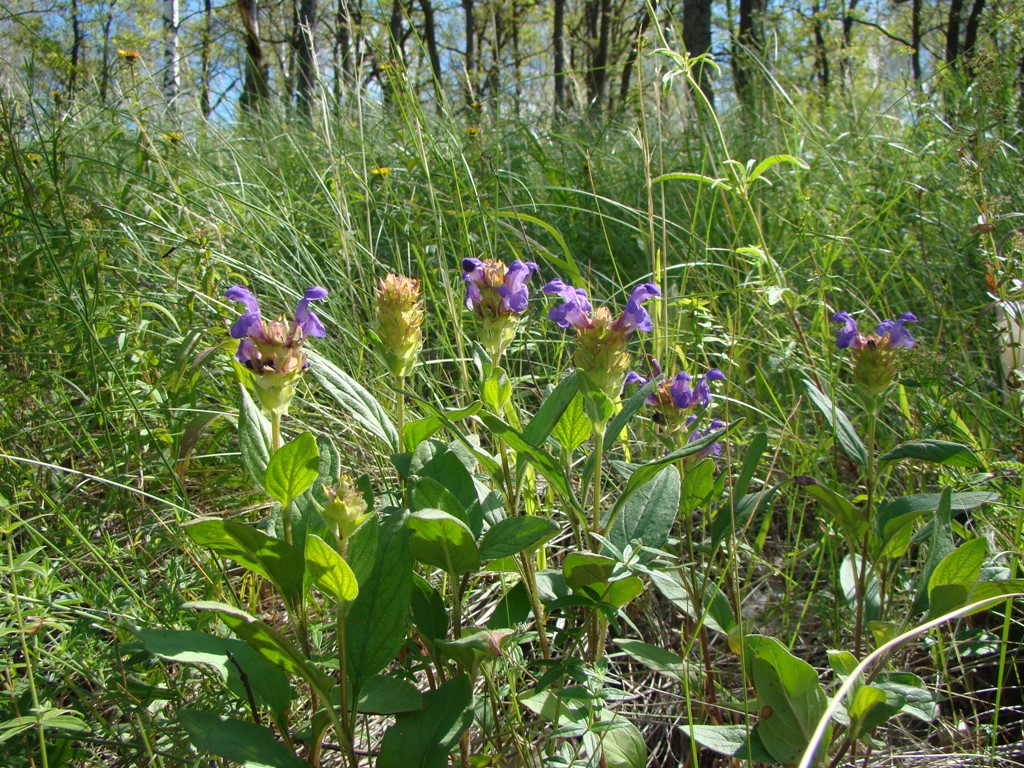 Изображение особи Prunella grandiflora.