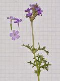 Image of taxon representative. Author is Татьяна Мальчинская