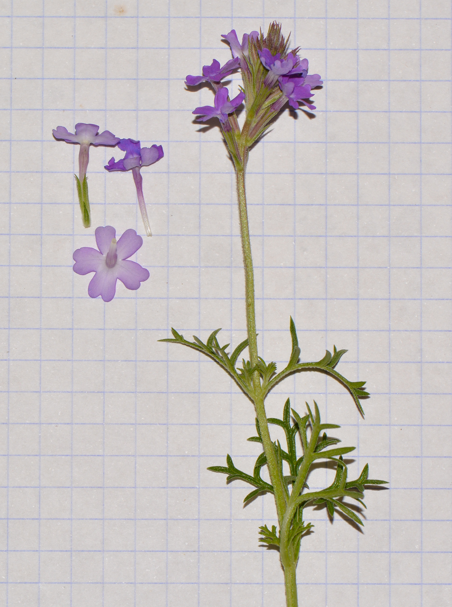Image of Glandularia pulchella specimen.