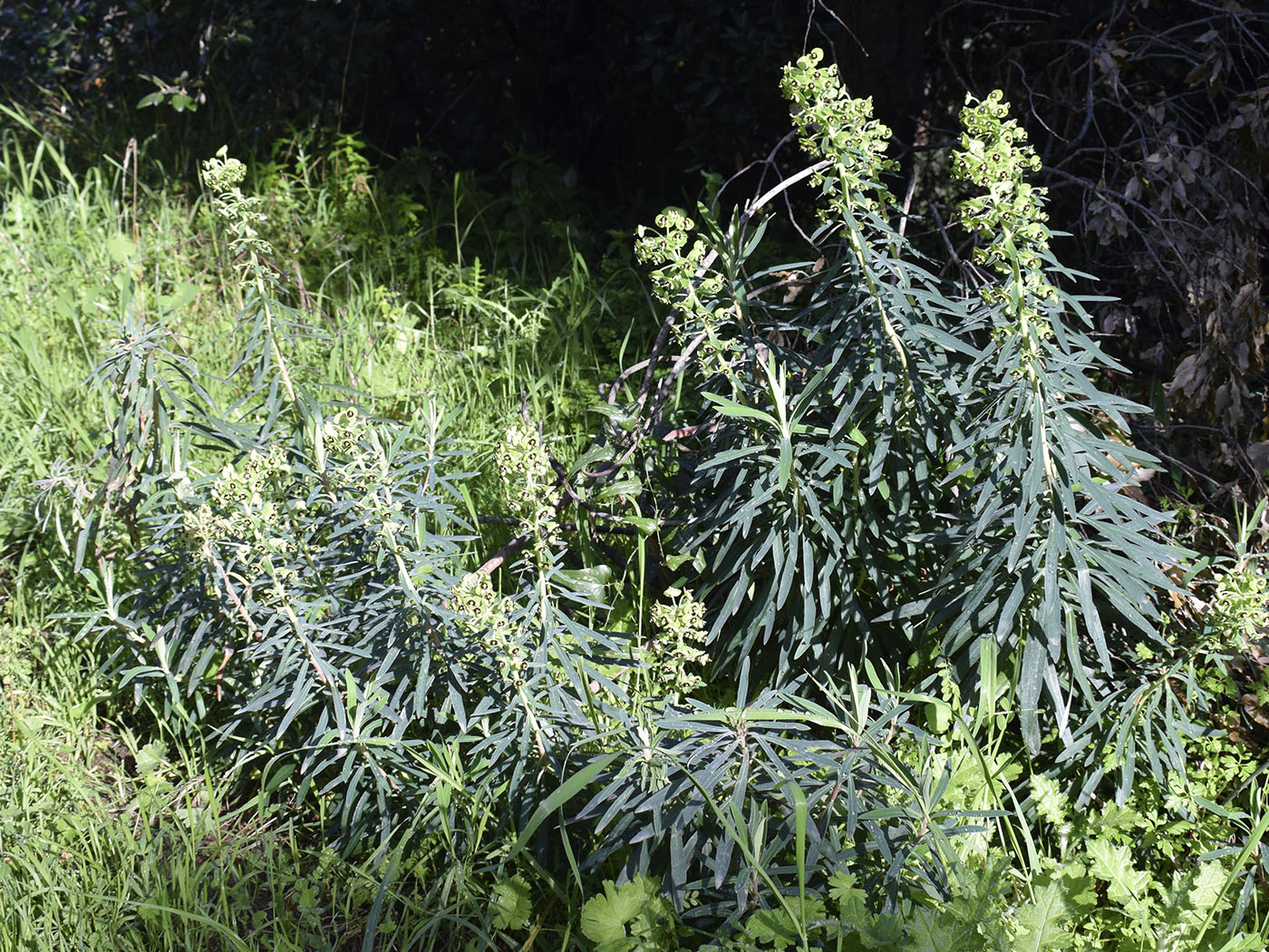 Изображение особи Euphorbia characias.