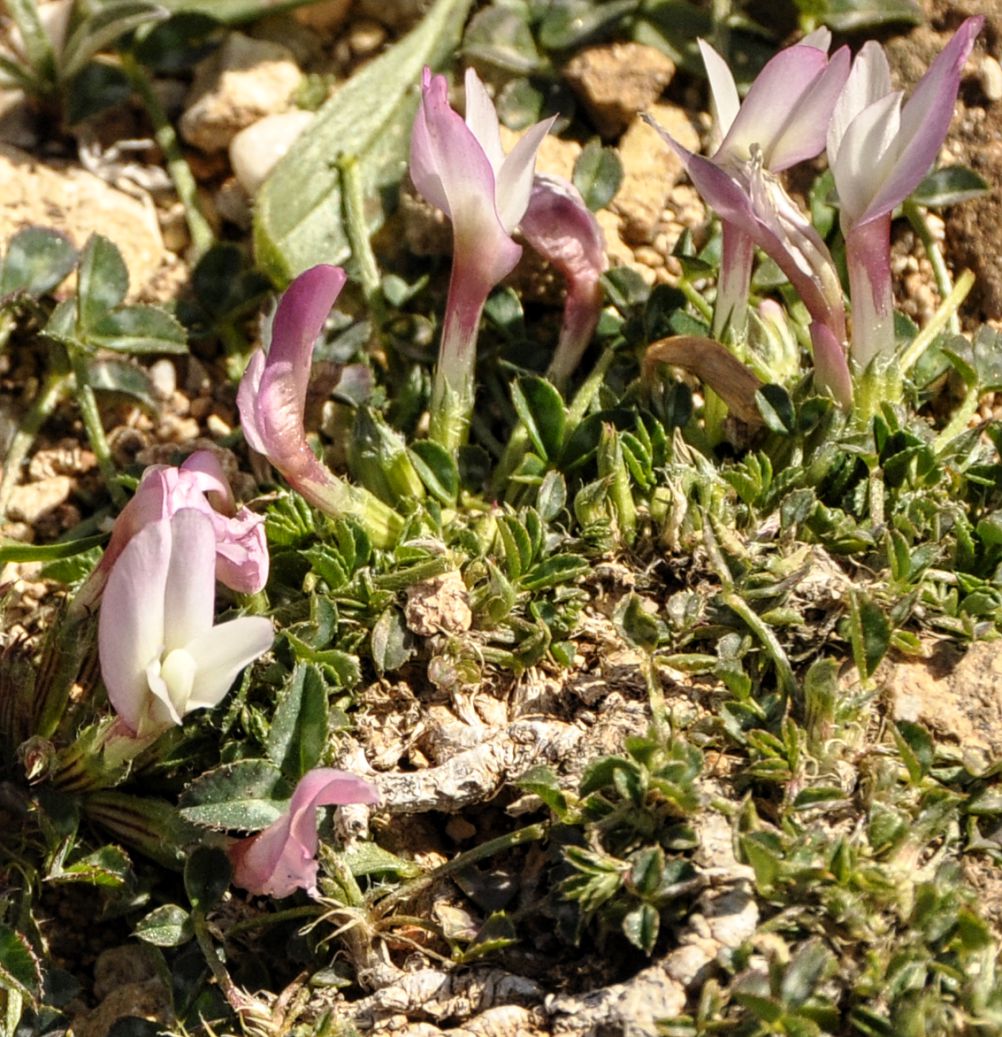 Изображение особи Trifolium uniflorum.