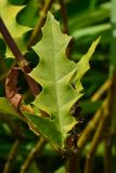 Acanthus ilicifolius