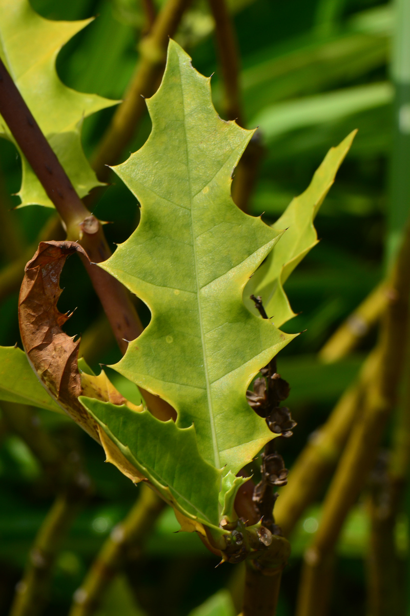 Image of Acanthus ilicifolius specimen.