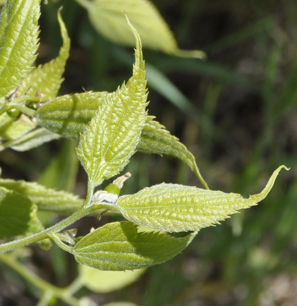 Изображение особи Celtis australis.