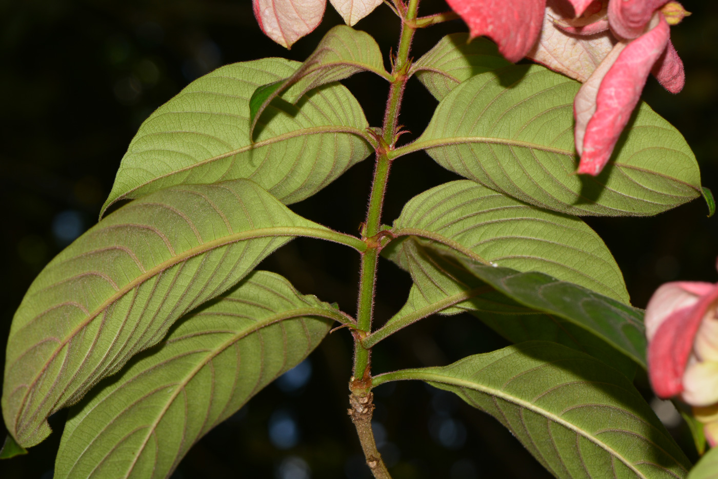 Изображение особи Mussaenda philippica.