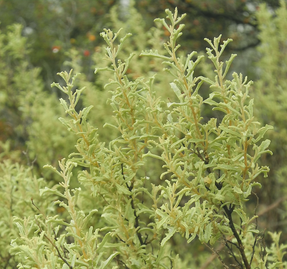 Image of Atriplex lampa specimen.