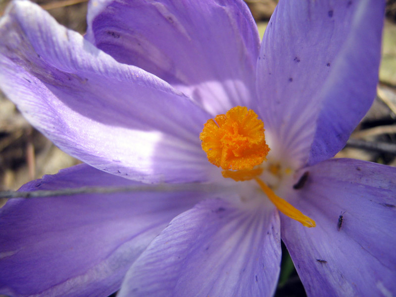 Изображение особи Crocus vernus.