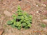 Eremostachys macrophylla